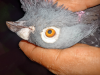 মাক্সি হুমা রানিং নর